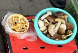 Mnóstwo grzybów na koneckich bazarach! Były maślaki, prawdziwki i kurki. Ile kosztowały grzyby w Końskich we wtorek, 8 sierpnia