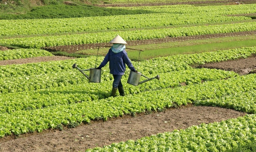 Wnioski o pomoc na „Restrukturyzację małych gospodarstw” oraz „Modernizację gospodarstw rolnych” w obszarze D można składać do 29 maja w Agencji Restrukturyzacji i Modernizacji Rolnictwa