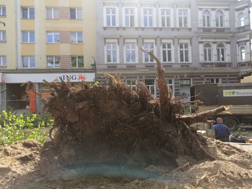 Wielka lipa runęła na Urząd Skarbowy w Kołobrzegu. Drzewo rosło przy remontowanej ulicy