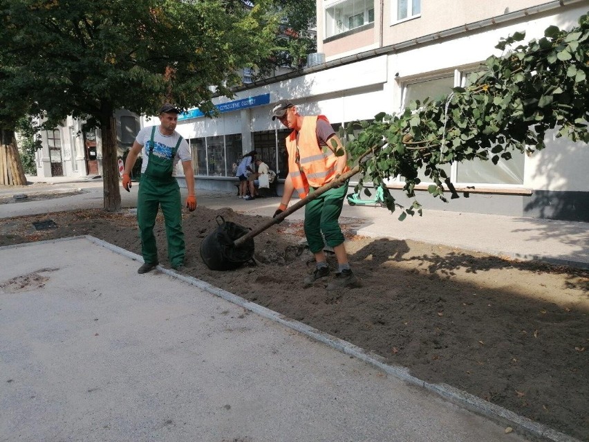 Sopot posadził ponad 300 drzew w tym roku
