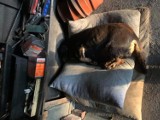 Mieszkanka Środy Wielkopolskiej przejechała psa i wrzuciła go wyjącego z bólu do garażu. Zwierzę cierpiało cały dzień