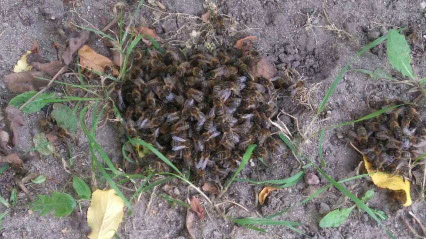 Pszczelarz usunął rój pszczół