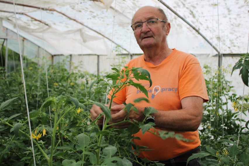 Gorliczanin Roman Oleszkowicz podpowiada, co potrzebne jest pomidorom, by lepiej rosły. Odpowiedź wiąże się z kumakami górskimi