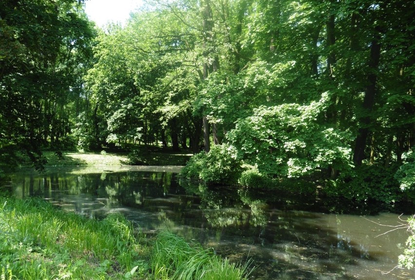 Park dworski w Moszczenicy (ogólnodostępny)