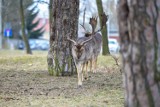 Daniele w parku miejskim w Grudziądzu. Nie boją się ludzi, dają się fotografować