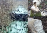 W gminie Sławno bobry ciachają drzewa i budują ZDJĘCIA, WIDEO