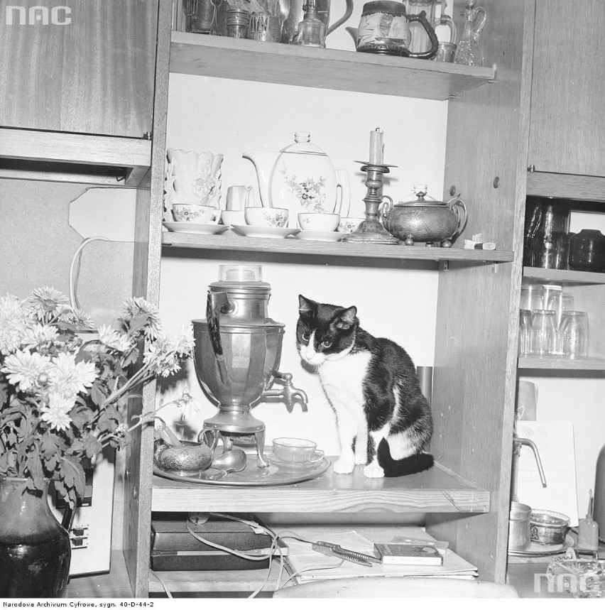 Koty na archiwalnych zdjęciach