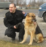 Częstochowa: Psy w policji. Poznajcie czworonożnych stróżów prawa [ZDJĘCIA]