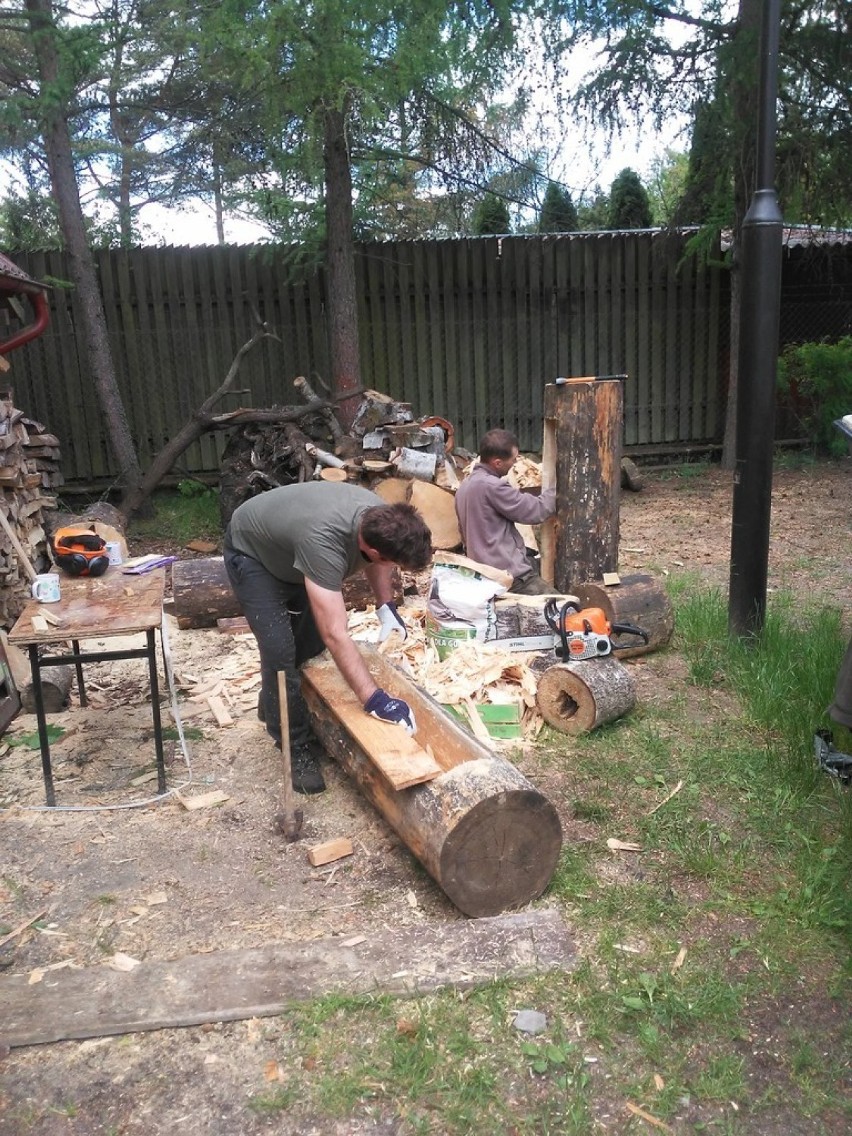 Zakupiono rodziny pszczele i wsiedlono je do wcześniej przygotowanych barci. Inną opanowały dzikie pszczoły [ZDJĘCIA]