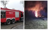 Pożary w gminie Izbica Kujawska. Strażacy gasili pożary traw i śmieci [zdjęcia]