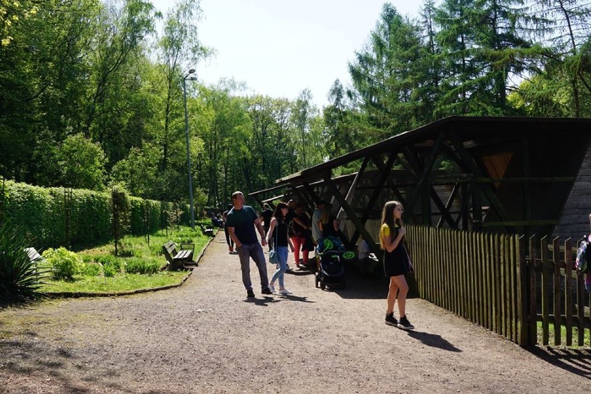 Słoneczna niedziela w Arboretum Bramy Morawskiej