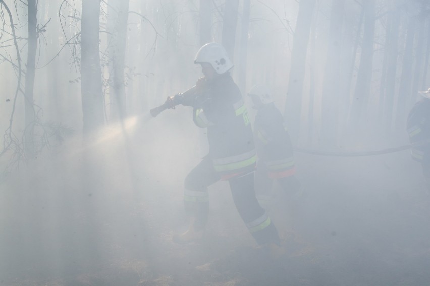 Pożary lasów. Zagrożenie pożarowe na terenie mazowieckiego...