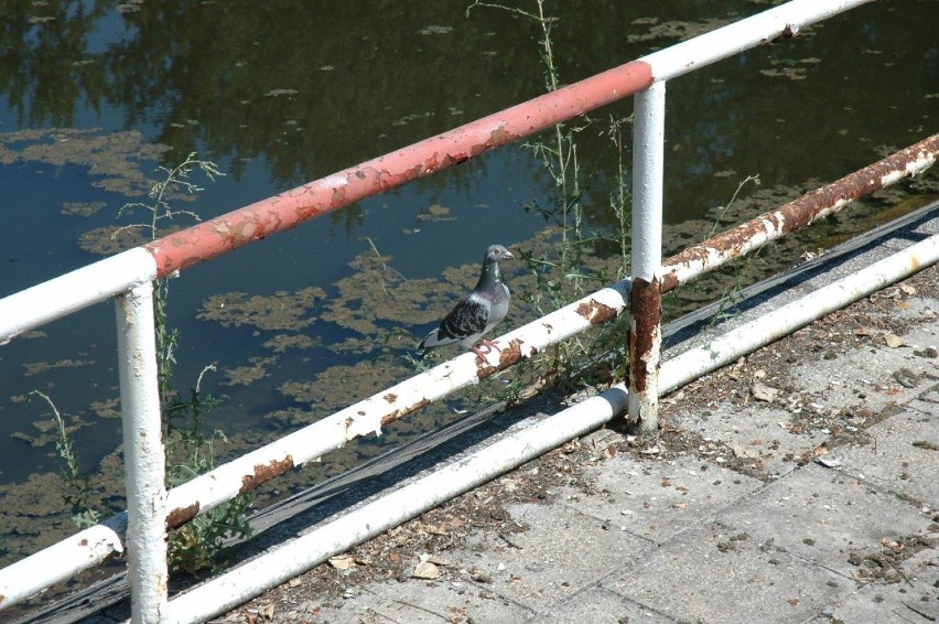 KOŚCIAN. Łazienki jeszcze w tym roku zyskają nowe oblicze, a jak wyglądały na długo przed rewitalizacją? [ZDJĘCIA]  