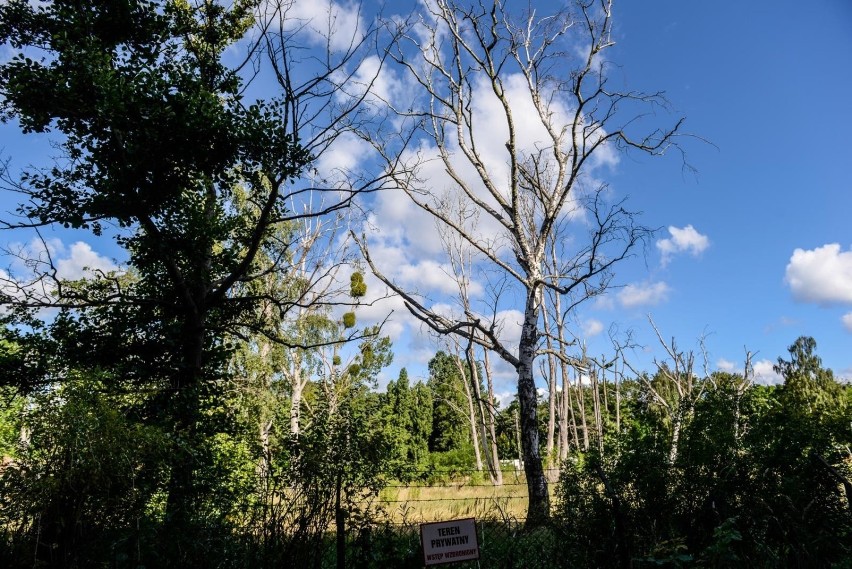 Na działce na terenie Sopotu otruto 41 drzew. Sprawcy dotąd...