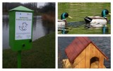 WSCHOWA. Już niebawem w Parku Tysiąclecia pojawi się kaczkomat, a na stawie pływające domki dla kaczek [ZDJĘCIA] 