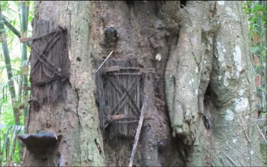 Chowają swoje zmarłe dzieci w drzewach. W Tana Toraja...
