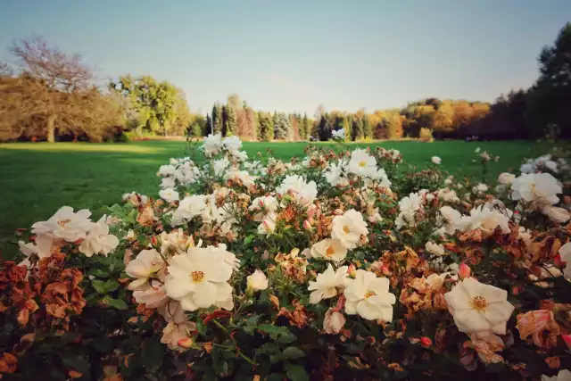 Rosarium w Parku Śląskim wygląda teraz bardzo efektownie. Zachęca do spacerów.