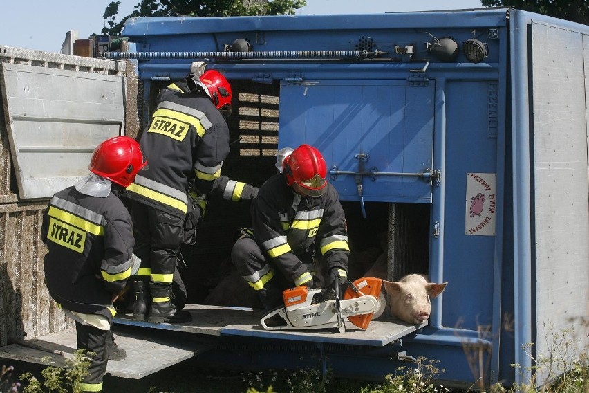 Wypadek ciężarówki ze świniami na trasie Legnica - Złotoryja (ZDJĘCIA)