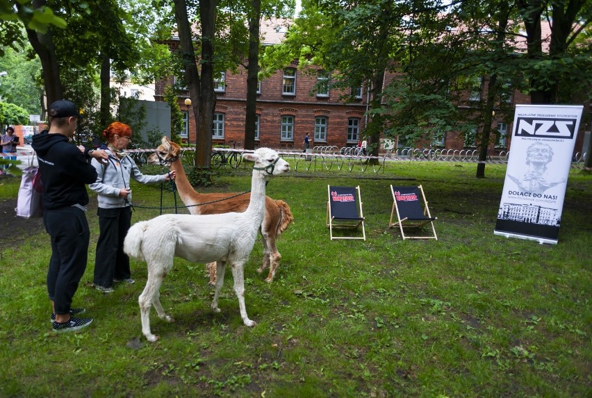 Kraków. Politechnika Krakowska zamieniła się w... zoo