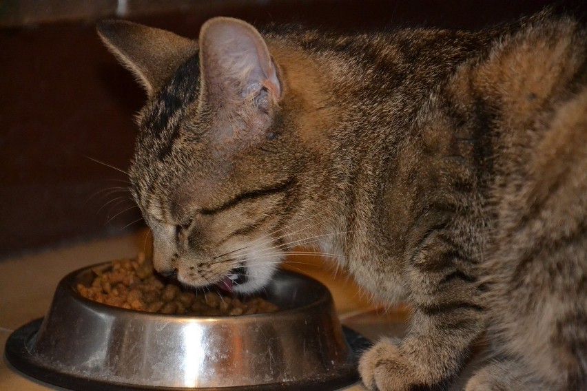 Whiskas za darmo

Jedną z najpopularniejszych karm dla kotów...