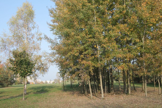 Park U źródeł Olechówki jest miejscem, gdzie odpoczywają razem z rodzinami mieszkańcy miasta. Nikt nie wyobraża sobie tu osiedla