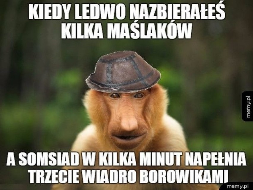 MEMY o grzybiarzach! Grzybobranie na wesoło.