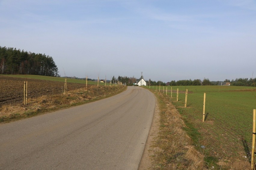 Nowa aleja drzew przydrożnych wzdłuż drogi gminnej Kalisz - Belfort we Wdzydzkim Parku Krajobrazowym