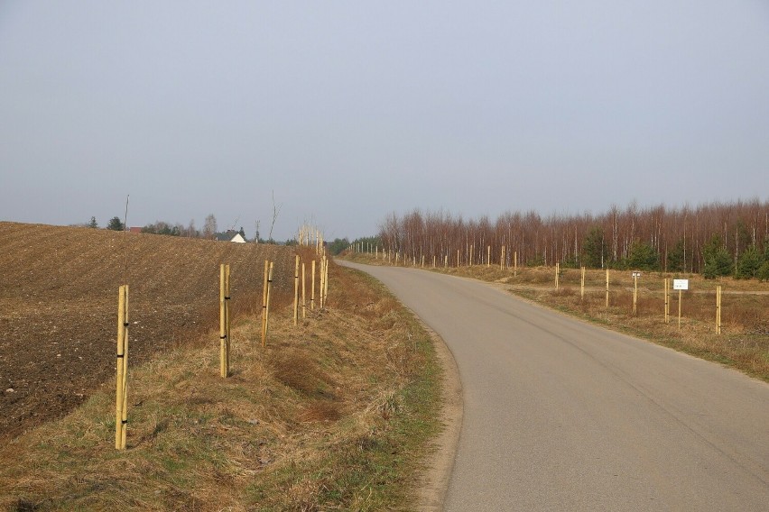 Nowa aleja drzew przydrożnych wzdłuż drogi gminnej Kalisz - Belfort we Wdzydzkim Parku Krajobrazowym