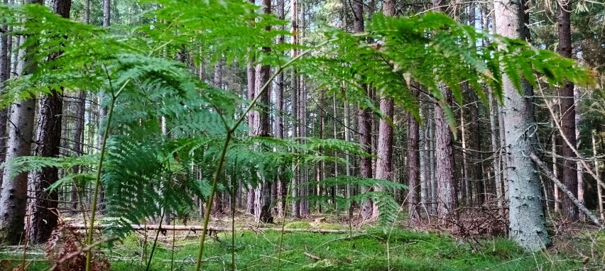 Budowa drogi przez Puszczę Darzlubską. Do niedzieli 19 września można słać swoje uwagi i wnioski do Urzędu Gminy w Pucku