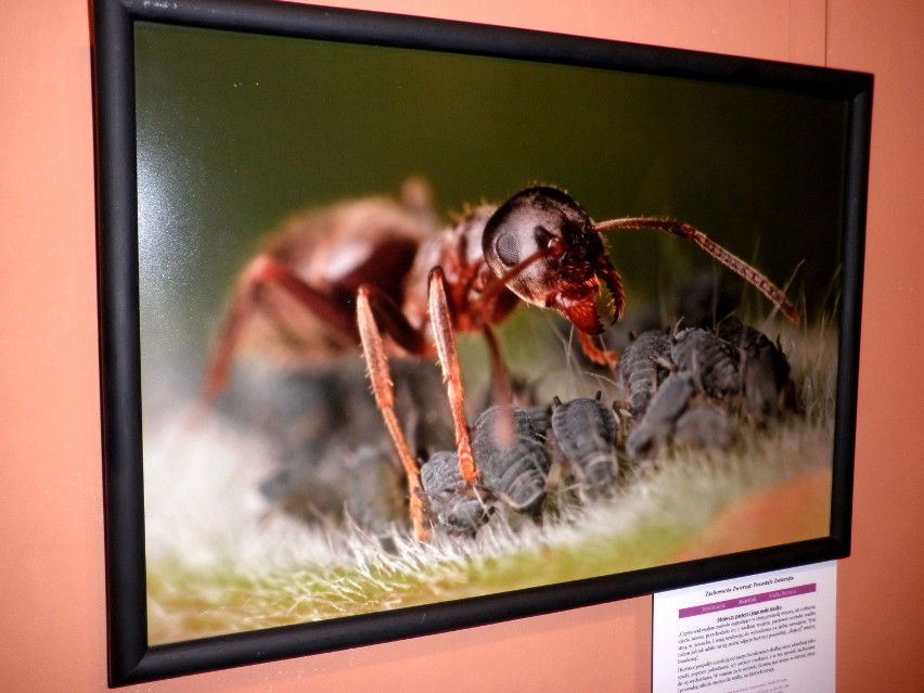 Wystawa Fotografia Dzikiej Przyrody 2010 - Mrówka