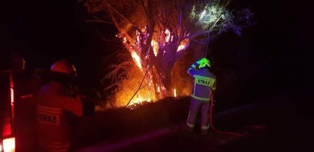 Strażacy z OSP Bieńkówka ugasili pożar pnia w swojej miejscowości