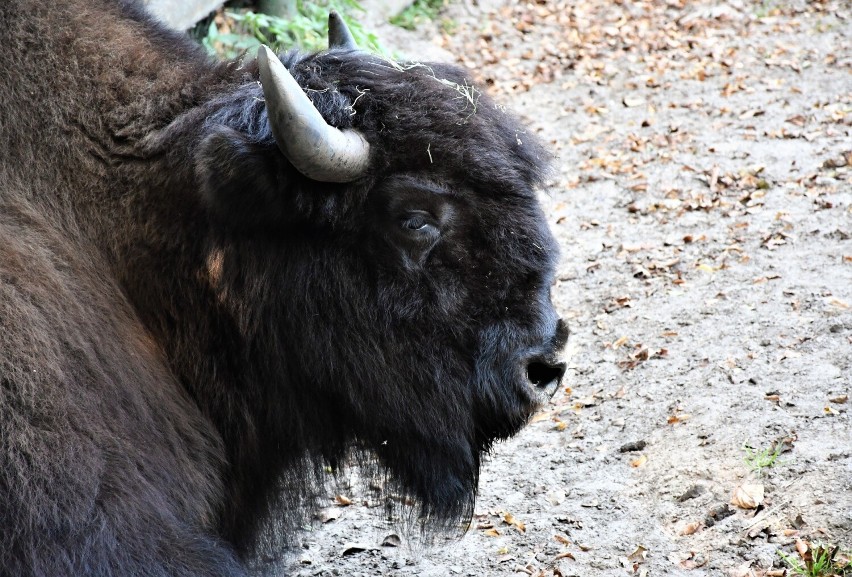 Rzucali kamieniami w bizona w zoo w Poznaniu.
