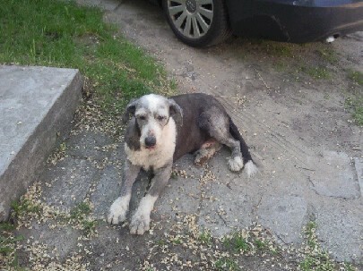 Zagubiony pies przy ulicy Puszkina w Jaworznie