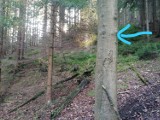 Leśnicy ostrzegają: ktoś robi śmiertelne pułapki i rozwiesza metalowe linki! Uważajcie w lesie