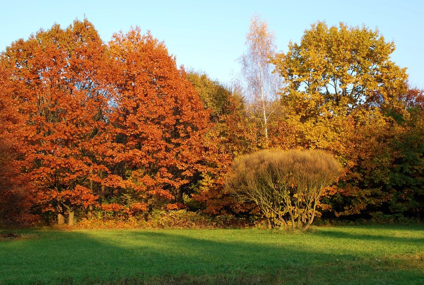 Jesień w Parku Śląskim.
