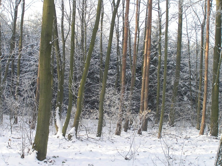 Zima na trasie Nowa Sól - Poznań  8 grudnia br.