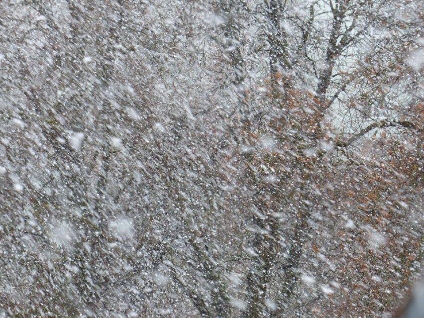 Tragiczne skutki burzy śnieżnej na Mazowszu. Nie żyje 6 osób