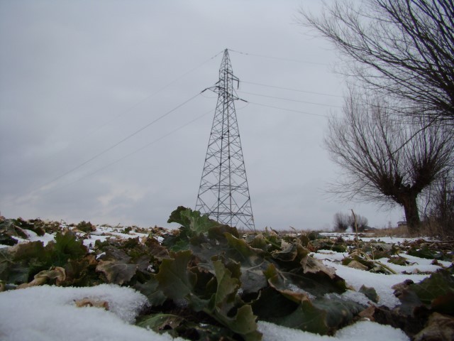 Plantacje na Żuławach pokrywa śnieg
