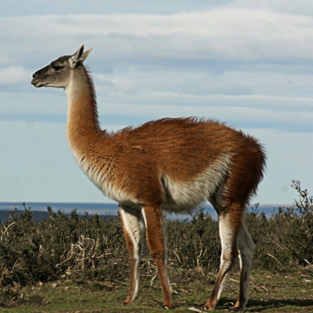 Lama