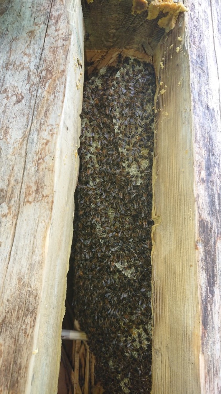 Pszczoły zasiedliły kłody barnte, zawieszone przez leśników [ZDJĘCIA]