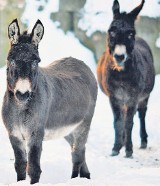 Osły z zoo do szopki tylko z paszportem