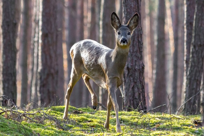 Syców: Fotograficzna pasja Wojciecha Grzyba