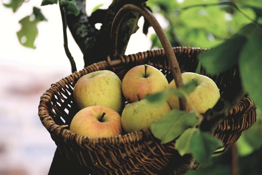 Inne stare odmiany jabłoni to m.in. antonówka, mcIntosh,...