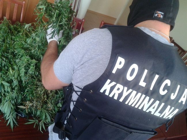 Nielegalna plantacja marihuany. Policja odkryła narkotyki na Żuławach