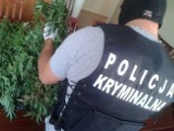 Nielegalna plantacja marihuany. Policja odkryła narkotyki na Żuławach