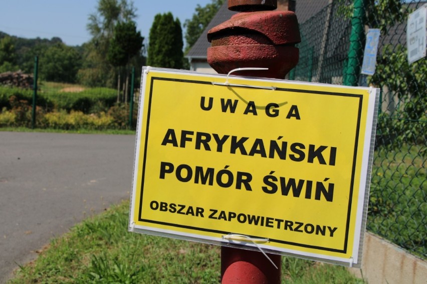 Uwaga! Wirus ASF w gminie Gaworzyce! Afrykański pomór świń wykryto w gospodarstwie w Wierzchowicach