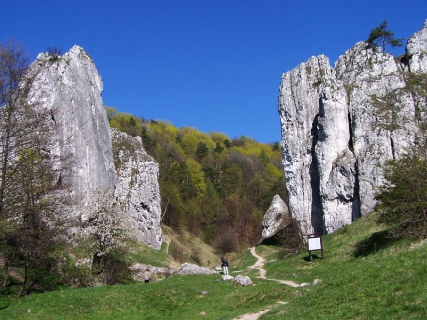 Dolina Bolechowicka (Dolinki Krakowskie)