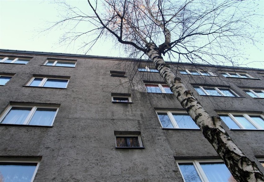 Wycinka drzew przy Belzackiej w Piotrkowie