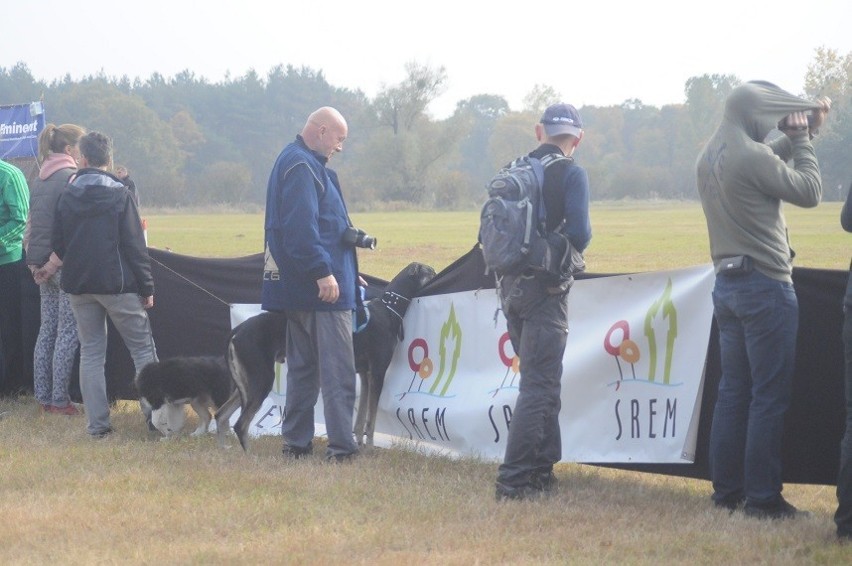 Coursing Mechlin - 12.10.2013 terenowe wyścigi chartów w...