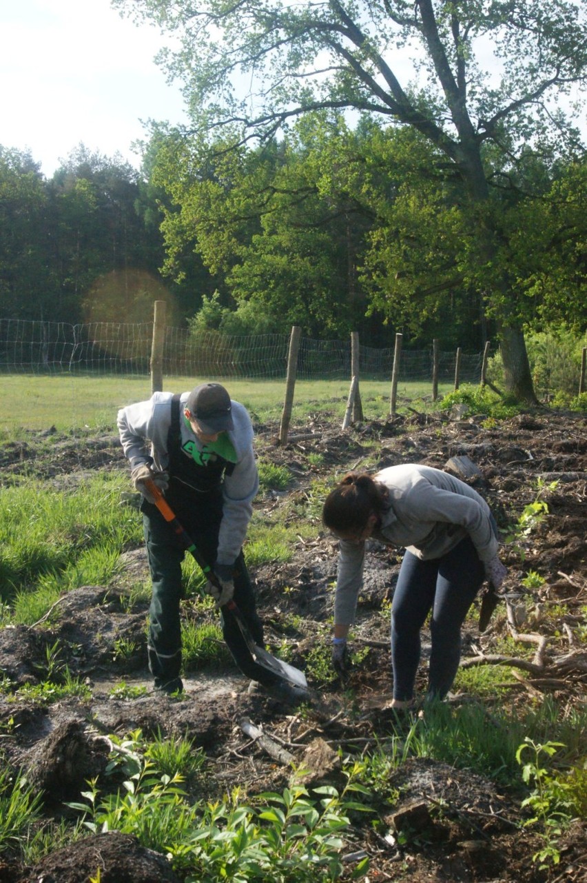 W dolnośląskich lasach pojawią się tysiące nowych drzew